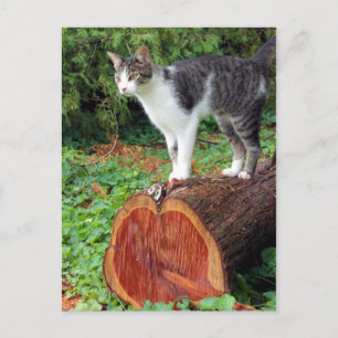 Jetzt haben Sie meine Aufmerksamkeit - Kitekarte Postkarte