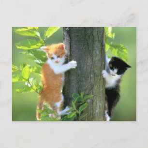 Jetzt in Schwierigkeiten Postkarte