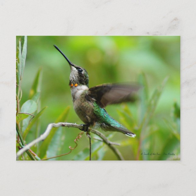 Jewels Adorn Postkarte (Vorderseite)