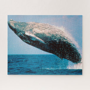 Jigsaws Humpback Whales. Puzzle