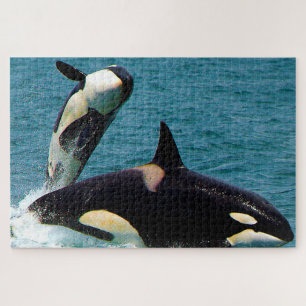 Jigsaws Orcas oder Killer Whales Puzzle