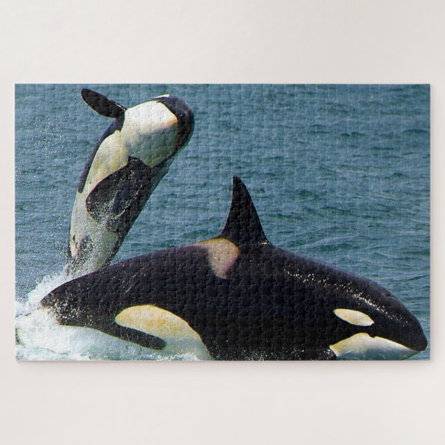 Jigsaws Orcas oder Killer Whales Puzzle (Horizontal)