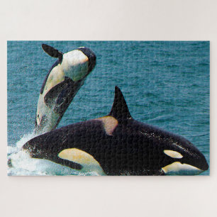 Jigsaws Orcas oder Killer Whales Puzzle