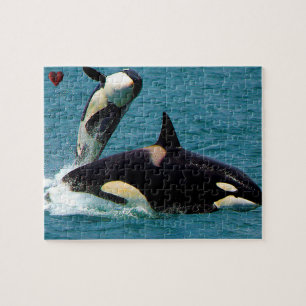 Jigsaws Orcas oder Killer Whales Puzzle