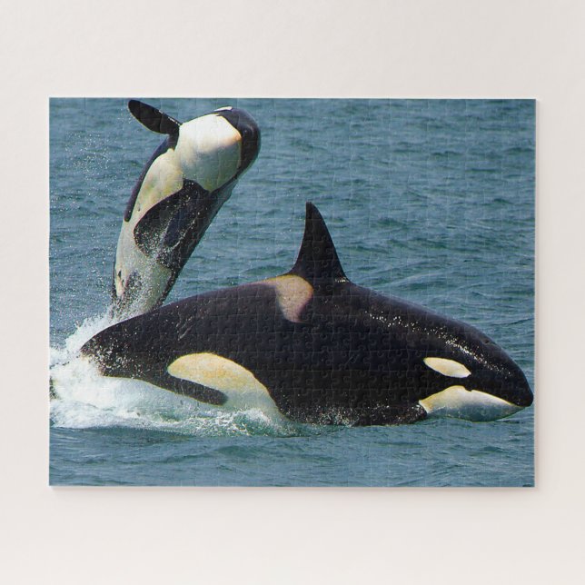 Jigsaws Orcas oder Killer Whales Puzzle (Horizontal)