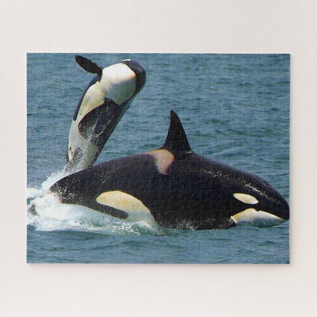 Jigsaws Orcas oder Schwertwale Puzzle (Horizontal)