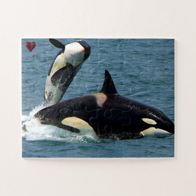 Jigsaws Orcas oder Schwertwale Puzzle (Horizontal)