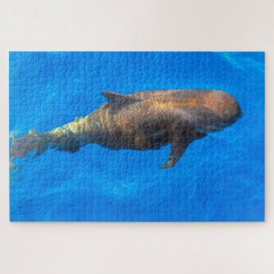 Jigsaws Pilot Whales Puzzle