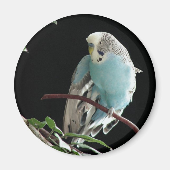Jill Budgie Round Magnet (Vorne)
