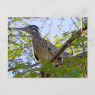 Jim Parker's Dairy Farm Roadrunner Postkarte