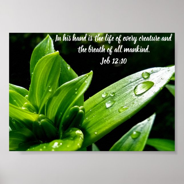 Job 12:10, Print, Value Poster Paper (Matte) (Vorne)