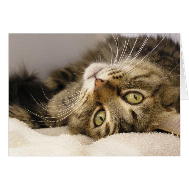 Jody (Vorderseite (Horizontal))