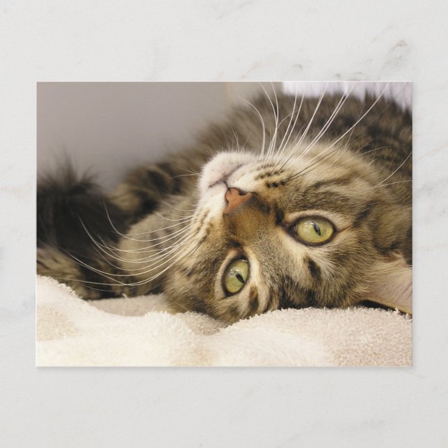 Jody Postkarte (Vorderseite)