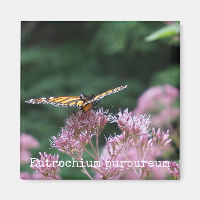 Joe Pye Weed Botanical Magnet (Vorne)