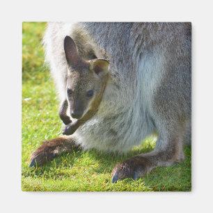 Joey in der Tasche Magnet