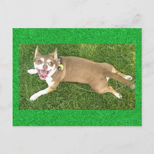 Joey Laughs Postkarte (Vorderseite)
