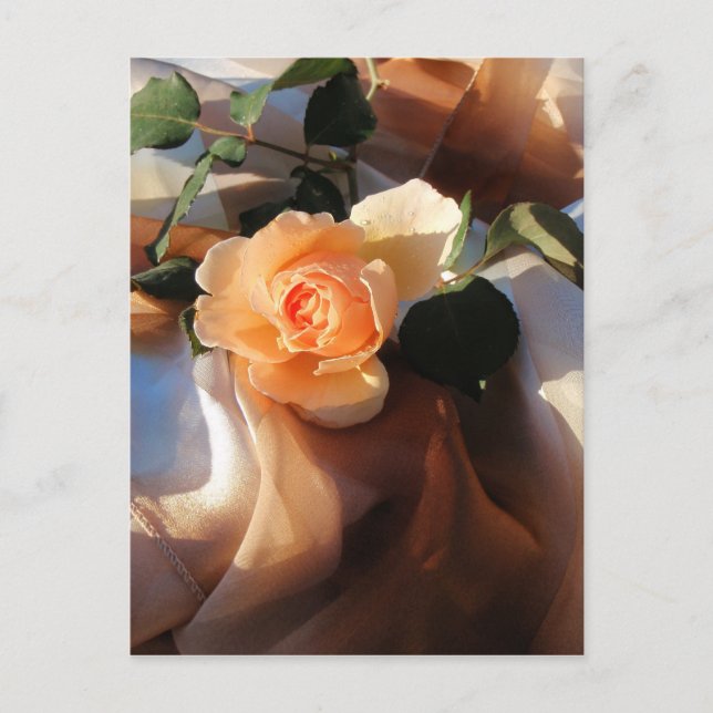 Joey Orange Rose Postkarte (Vorderseite)
