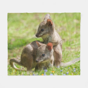 Joey Wallabies im Sonnenschein Fleecedecke