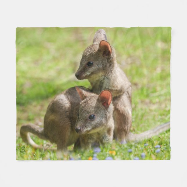 Joey Wallabies im Sonnenschein Fleecedecke (Vorderseite (Horizontal))