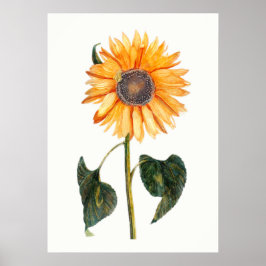 Johannes Teylers Sonnenblume Poster