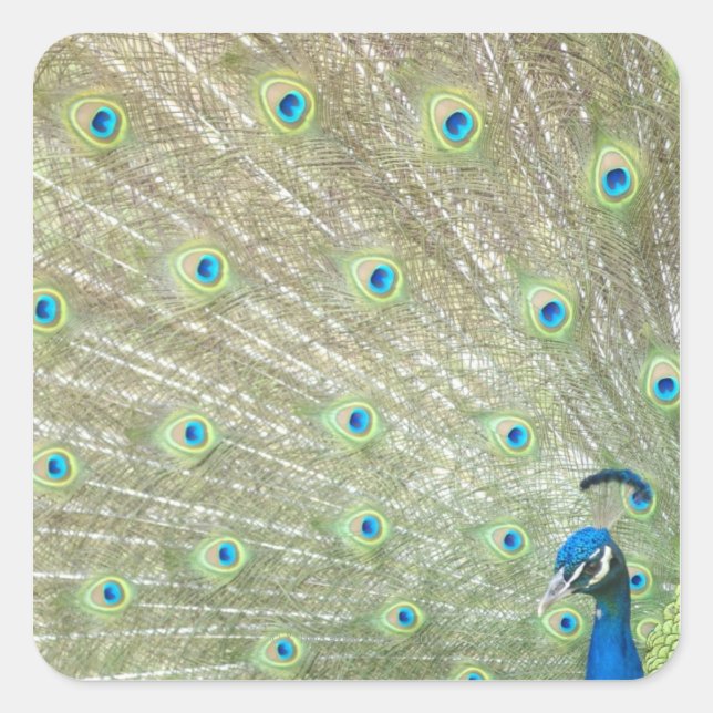 Johannesburg Zoo, Provinz Gauteng, Südafrika Quadratischer Aufkleber (Vorderseite)