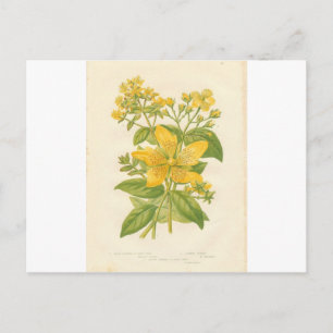 Johanniskraut, Botanische Blume Print Postcard Postkarte