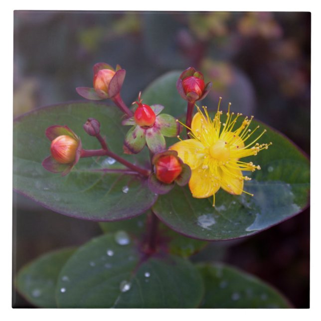 Johanniskraut Dekorative Tile Fliese (Vorderseite)