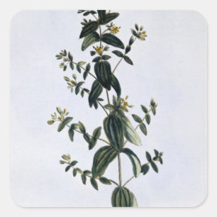 Johanniskraut, Platte 62, aus "Collection Precie Quadratischer Aufkleber