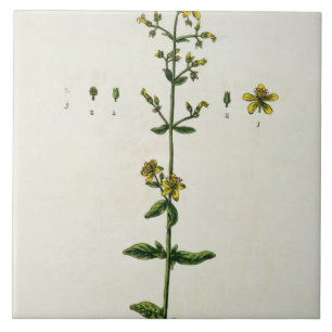 Johanniskraut, überziehen 15 von "einem fliese