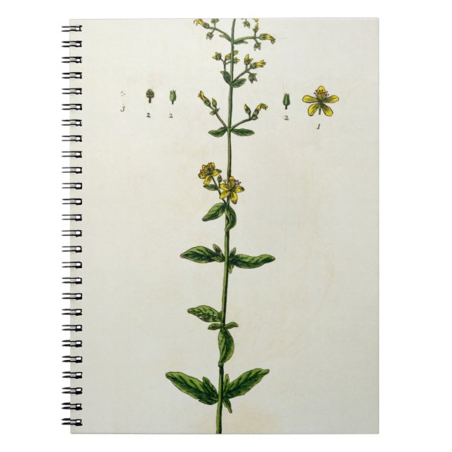 Johanniskraut, überziehen 15 von "einem notizblock (Vorderseite)