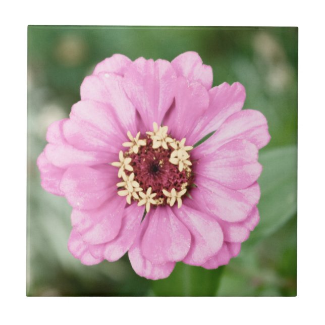 Johann's Beauty Tile Fliese (Vorderseite)