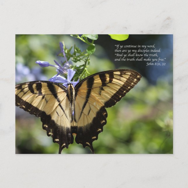John 8 Yellow Frack Butterfly Postkarte (Vorderseite)