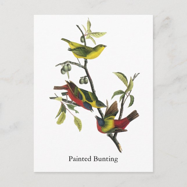 John Audubon Painted Bunting Print Postkarte (Vorderseite)
