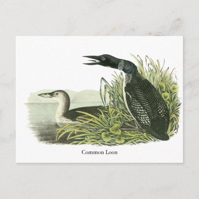 John Audubon Postkarte (Vorderseite)