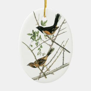 John Audubon Rufous-versah Towhee mit Seiten Keramikornament