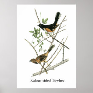 John Audubon Rufous-versah Towhee mit Seiten Poster