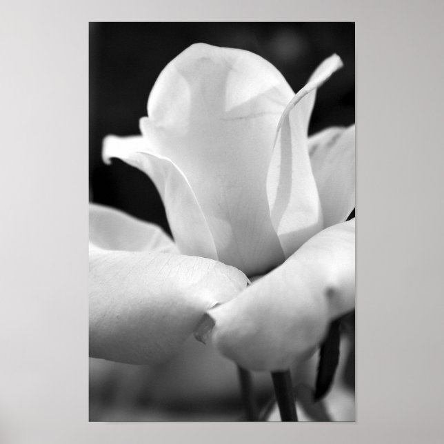 John F. Kennedy Rose Poster (Vorne)