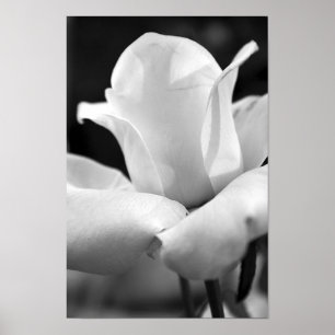 John- F. KennedyRose Poster