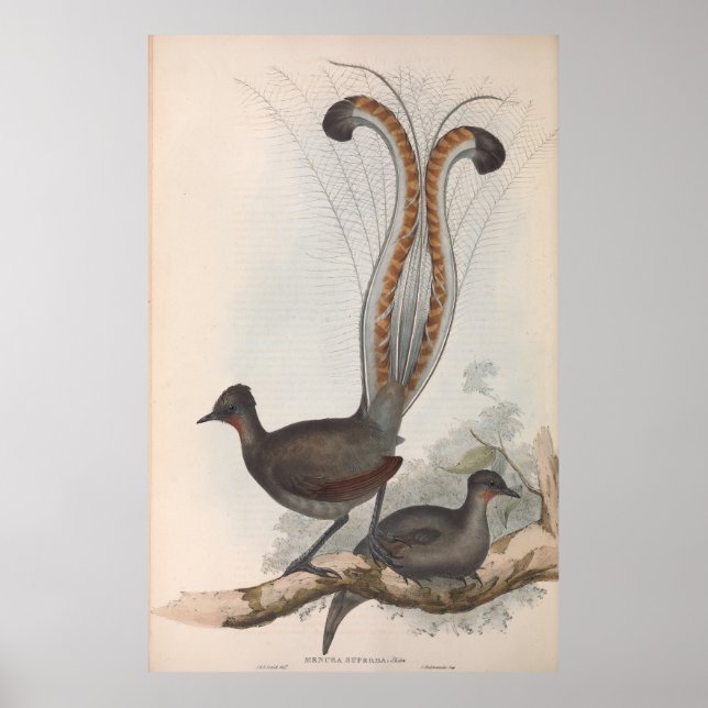 John Gould Lyre Bird Illustration 1848 Poster (Vorne)