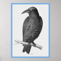 John Goulds 'Birds of Australia' ~ The Crow