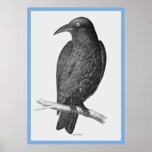 John Goulds 'Birds of Australia' ~ The Crow Poster