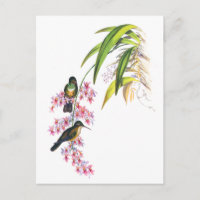 John Goulds rosa Orchideen und Kolibris