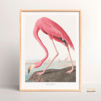 John James Audubon American Flamingo Wildlife Art