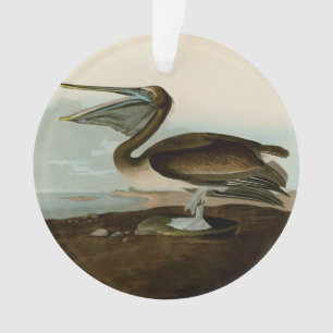 John James Audubon Brauner Pelikan Kunstwerk Maler Ornament