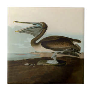 John James Audubon Brown Pelican Artwork Painting Fliese