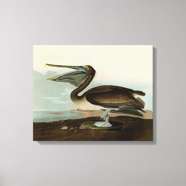 John James Audubon Brown Pelican Artwork Painting Leinwanddruck (Vorderseite)