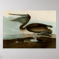 John James Audubon Brown Pelican Artwork Painting