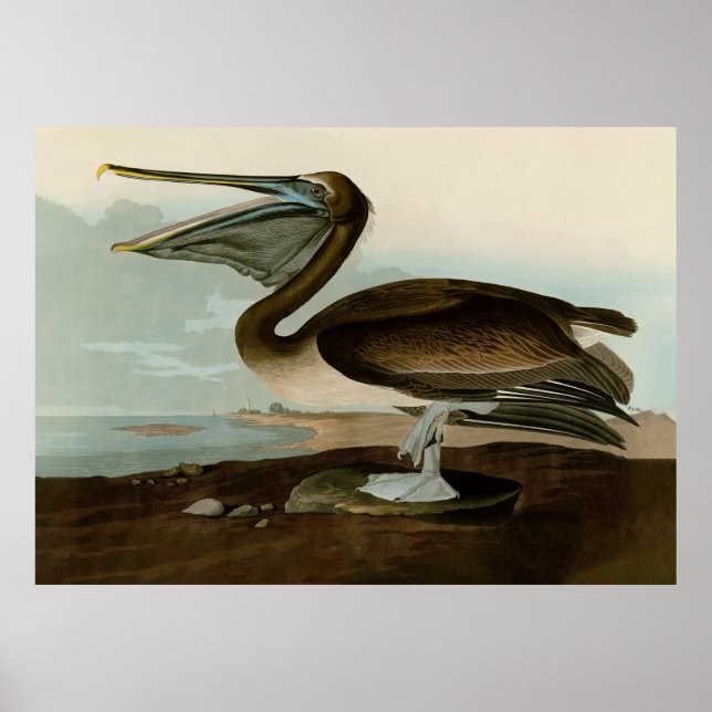 John James Audubon Brown Pelican Artwork Painting Poster (Vorne)