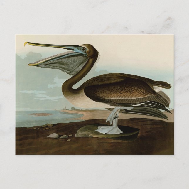 John James Audubon Brown Pelican Artwork Painting Postkarte (Vorderseite)