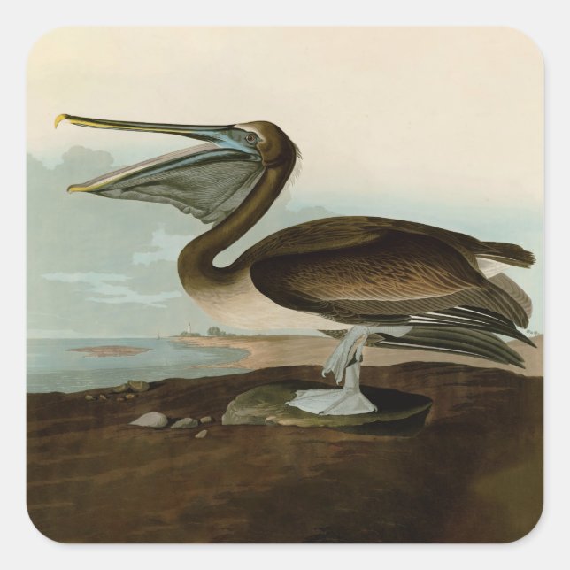 John James Audubon Brown Pelican Artwork Painting Quadratischer Aufkleber (Vorderseite)